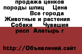 продажа ценков породы шпиц  › Цена ­ 35 000 - Все города Животные и растения » Собаки   . Чувашия респ.,Алатырь г.